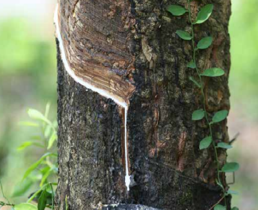 Natural rubber was discovered when..
