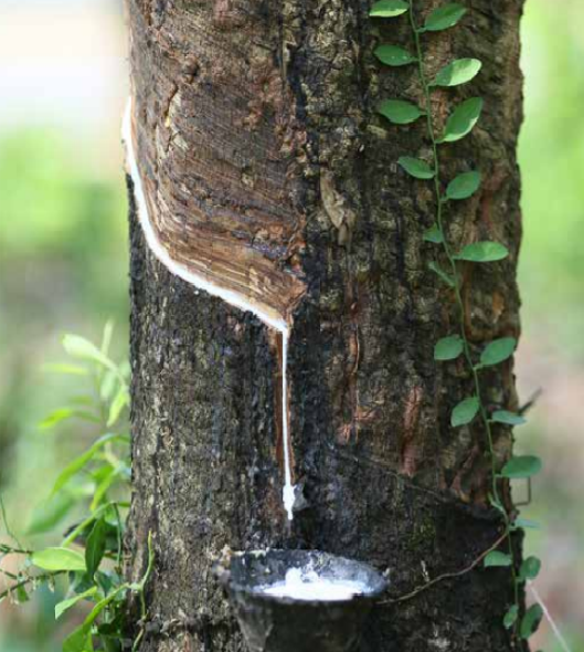 Natural rubber was discovered when..
